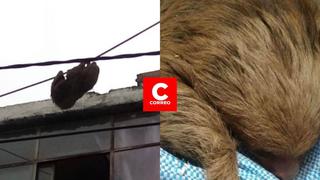 Rescatan a un oso perezoso abandonado en calle de Arequipa y su estado de salud es delicado