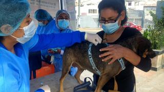 Vacunaran a 34,000 perros contra la rabia 