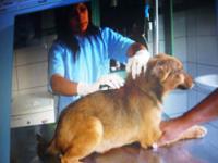 Trujillo: Alertan sobre riesgo de zoonosis en niños