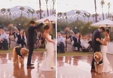 Perrito irrumpe en la pista y arruina el primer baile de una pareja de recién casados
