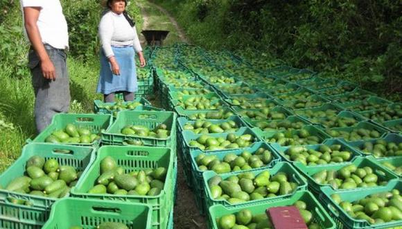 Oro verde es muy bien aprovechado por productores