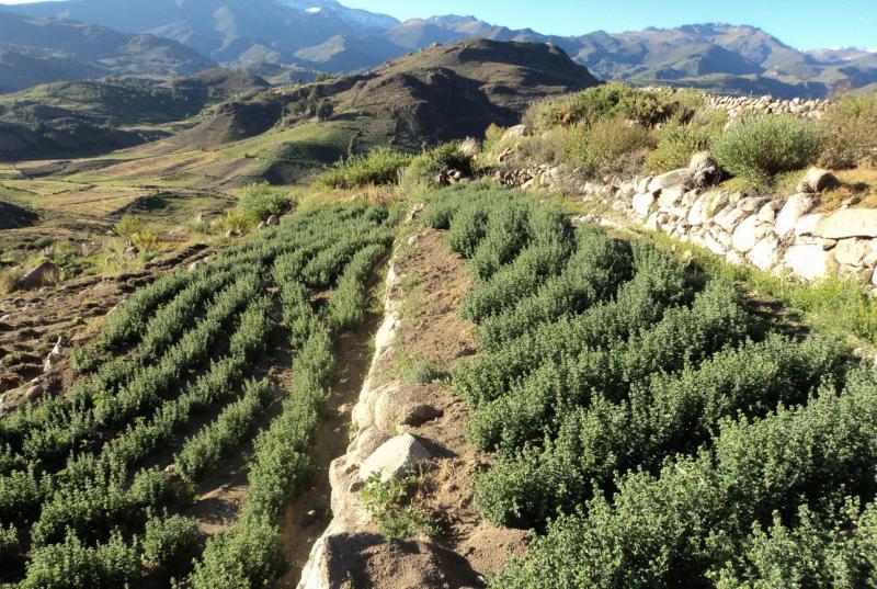 Agricultura: S/.11 millones para 3 proyectos en Tacna