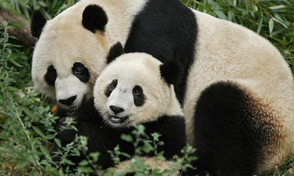 Nace un bebé panda en el zoo de Washington