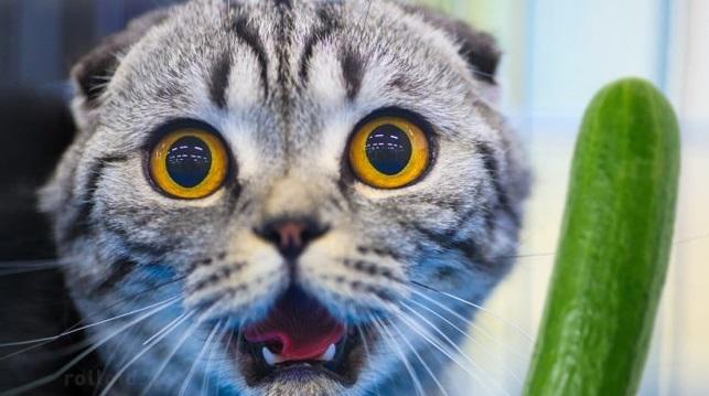 ​YouTube: ¿Por qué los gatos le tienen miedo a los pepinos?