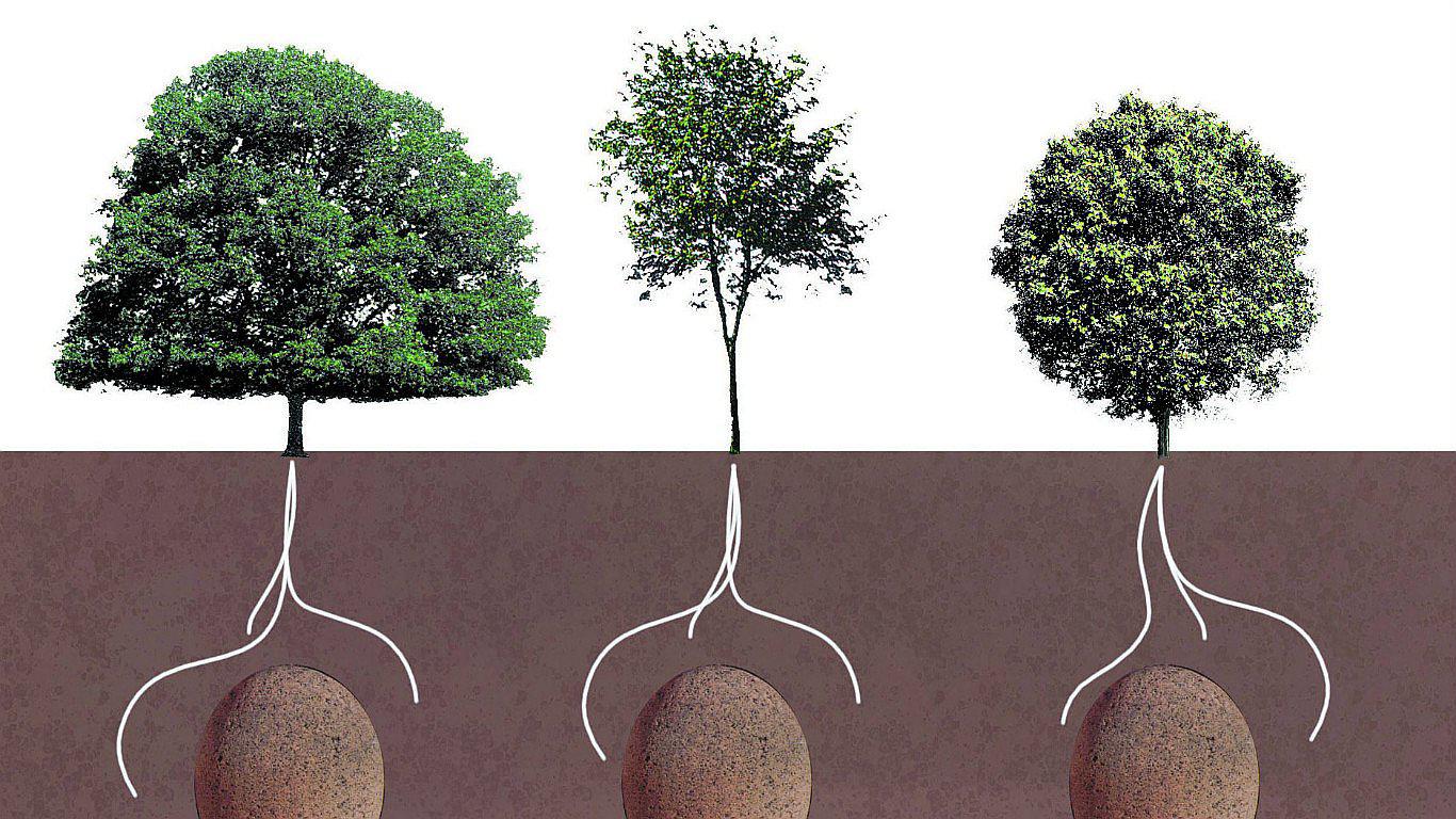 ¿Alternativas ecológicas para la sepultura? Conoce más sobre el tema