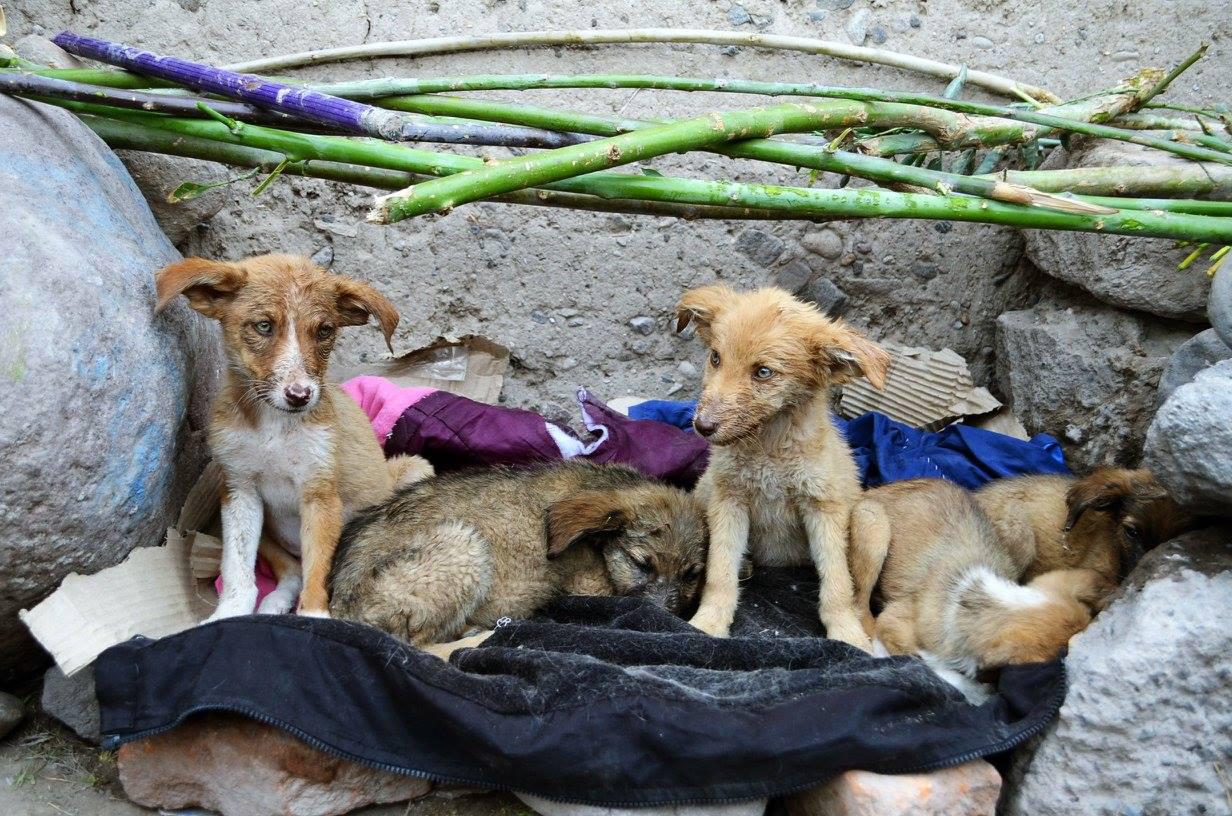 Maltrato animal: Abandonan a siete cachorros en río Chaquihuaycco