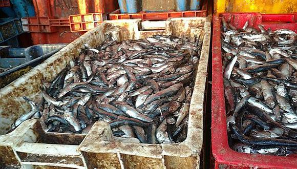 Áncash: Produce decomisó más de 30 mil kilos de anchoveta 