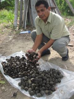 Se inicia veda de conchas negras