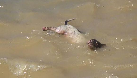 Arequipa: Impactante video del rescate de un perro arrastrado por el río Chili