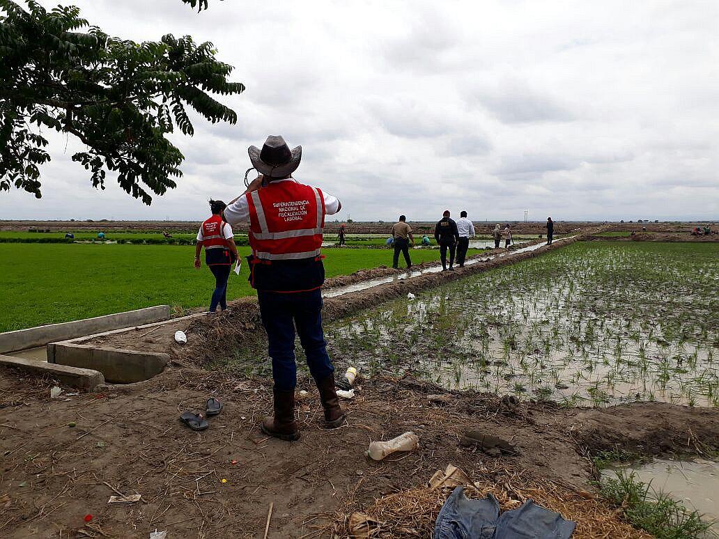 Hallan a 5 niños trabajando en los campos de cultivo