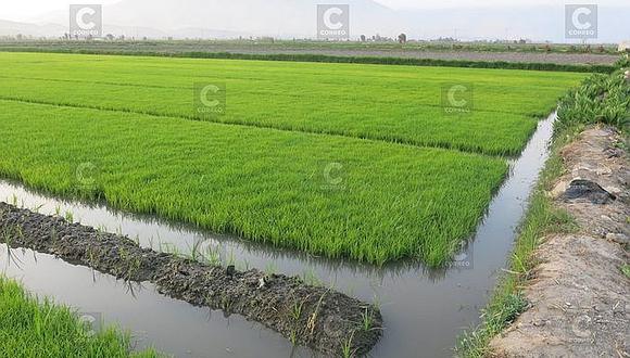 30 mil kilos de arroz dejarán de cosecharse en el valle de Tambo