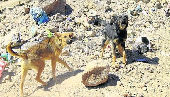 Arequipa: Mil 600 personas son mordidas al año por canes 