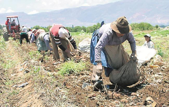 La agricultura en el país es cada vez más pequeña