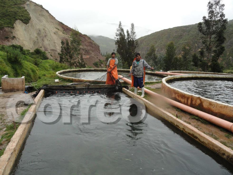 Chalhuas produce 180 toneladas de trucha  (FOTOS)