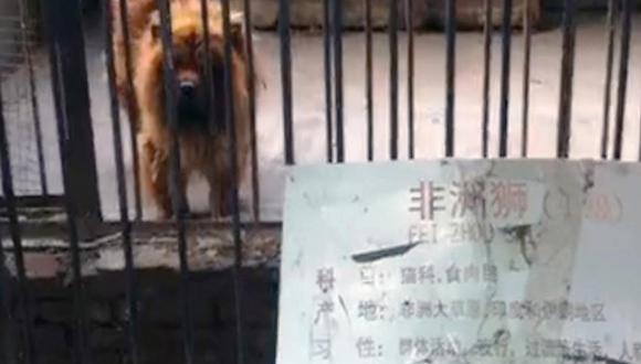 China: Cierran zoológico que hizo pasar a perros como leones