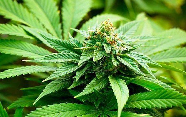 Marihuana: Uruguay venderá cannabis legal en bolsas de 10 gramos y sin publicidad