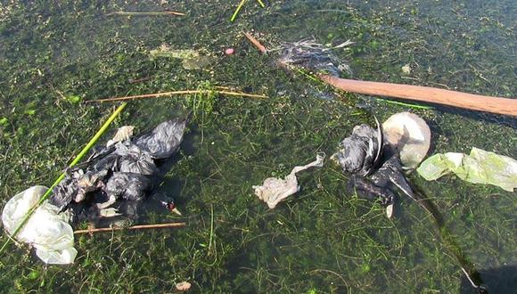 Puno: aguas servidas podrían acabar con el ecosistema del río Coata