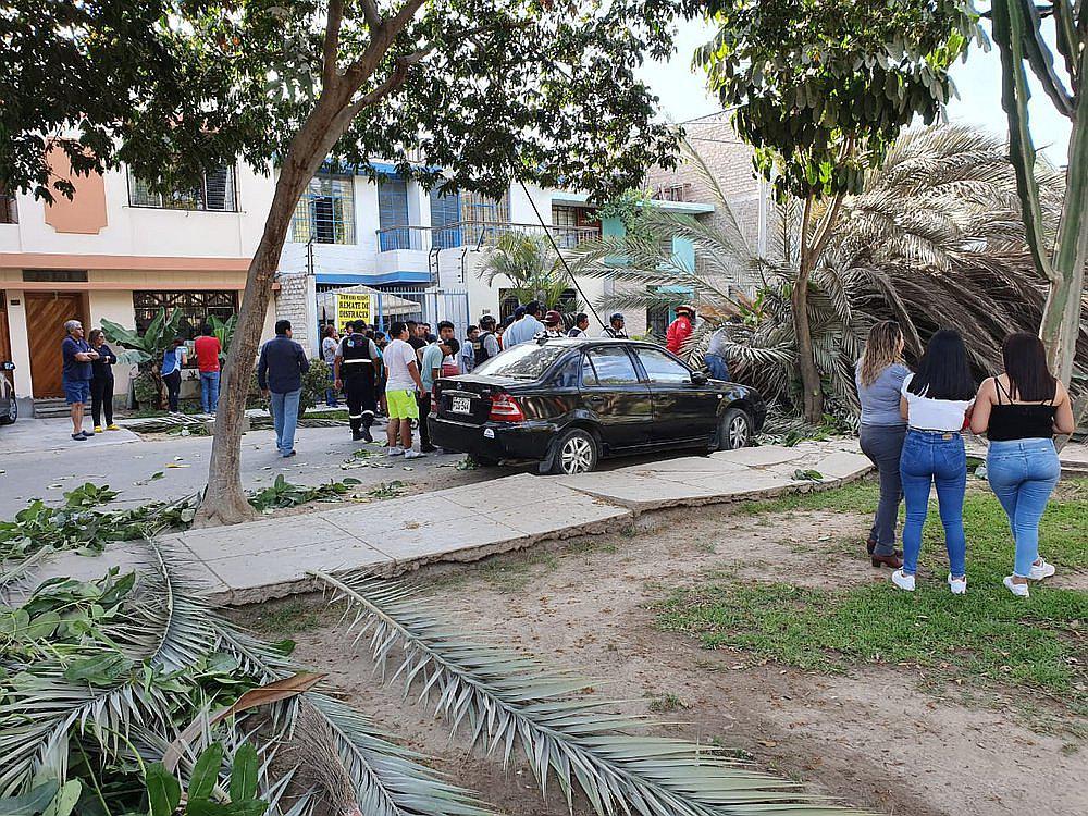 Palmera cae y mata a anciana que paseaba a su perrito