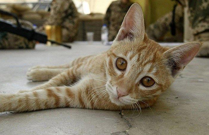 Bolivia: Disponen arresto domiciliario por un año a dos soldados por matar gatos 