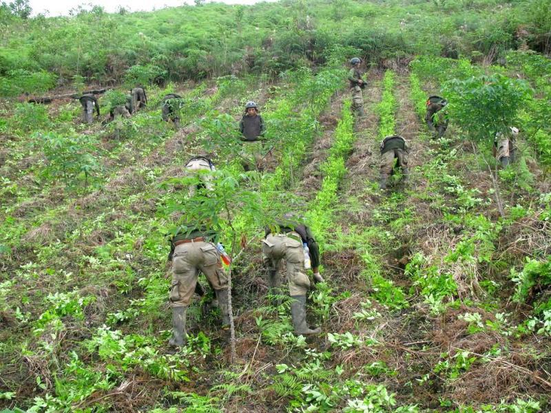 Corah reinició erradicación de coca ilegal en Monzón