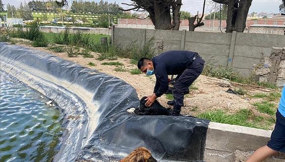 Policías arequipeños salvan a 2 canes de morir ahogados en poza de agua
