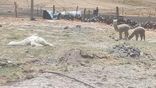 Más de S/ 24 millones perdidos por alpacas muertas en Huancavelica