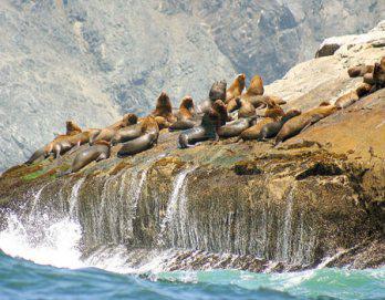 Las Loberas de Chimbote. La joya oculta de la bahía