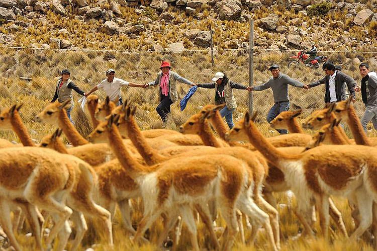 Realizan X Festival de Chaku de vicuña en Arequipa