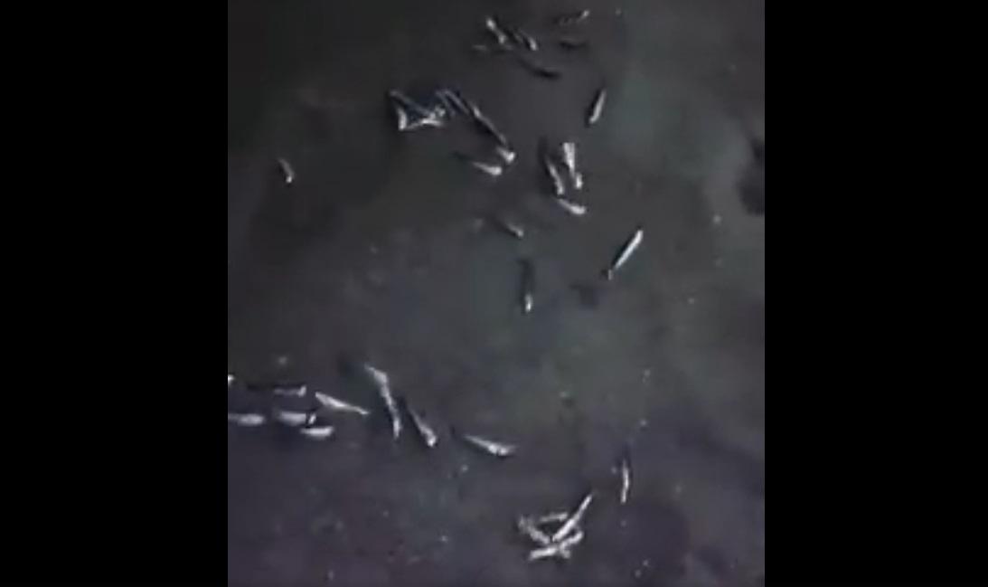 Chile: Miles de anchovetas varan en una playa (VIDEO)