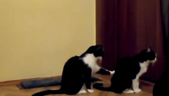 "Gato le pide perdón a su amigo", el video sensación de YouTube 