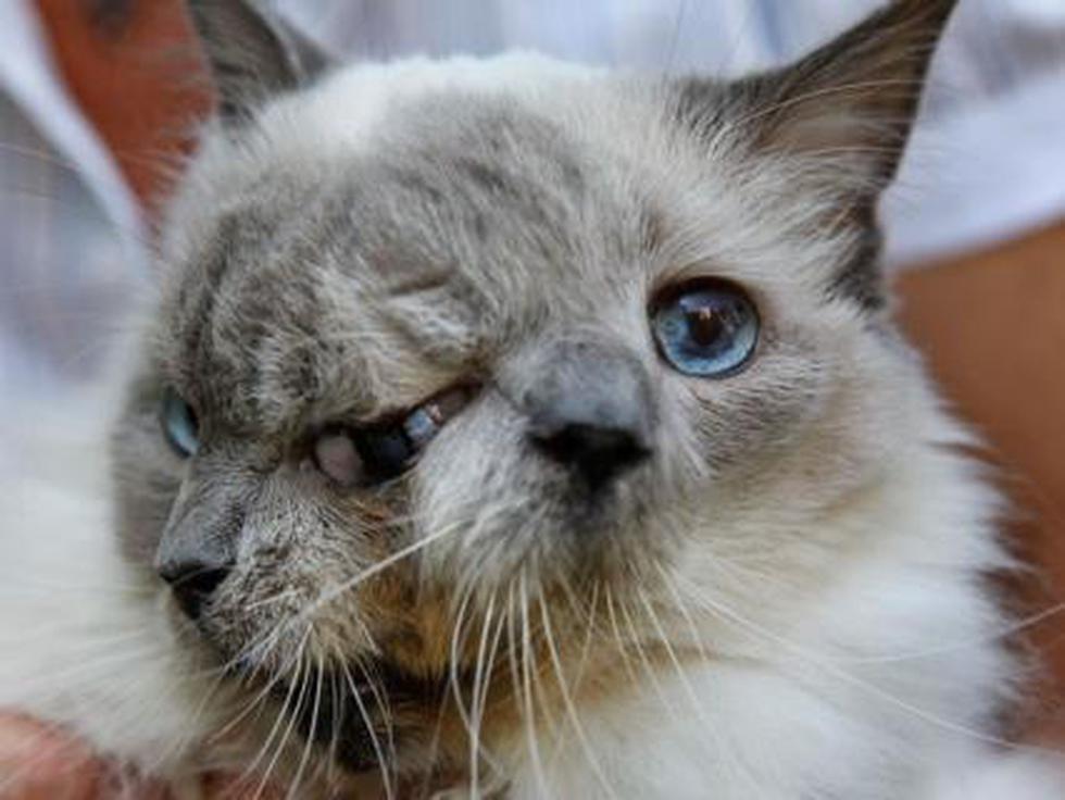 Gato con dos caras festejó cumpleaños número 12