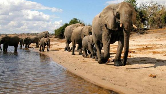 La extinción de los elefantes causará altos niveles de dióxido de carbono