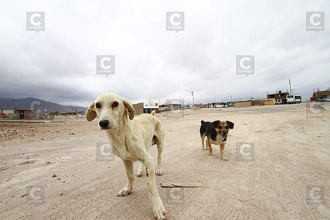 Rabia canina: Salud pide recursos ordinarios de un millón 200 mil soles para seguir con labor