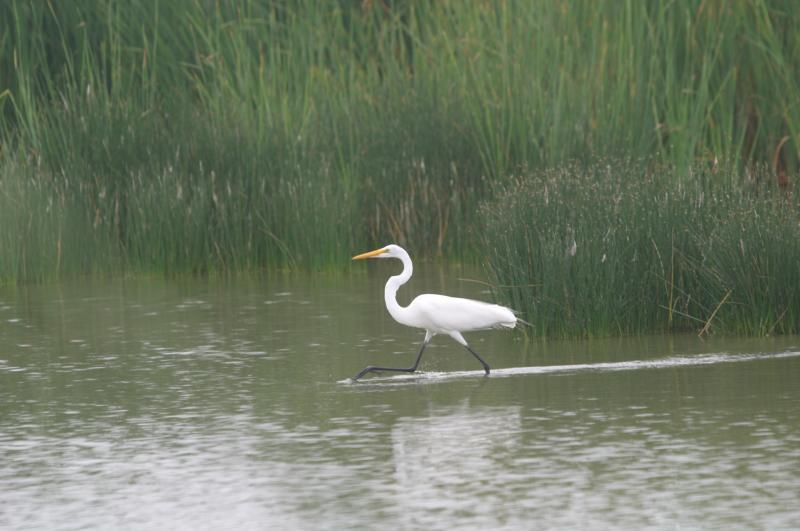 Premio Globo Azul para los Pantanos de Villa por preservación del medio ambiente  
