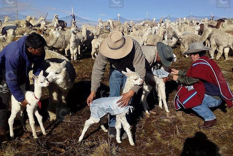 ​Comuneros abrigan a alpacas con chalecos térmicos en Caylloma