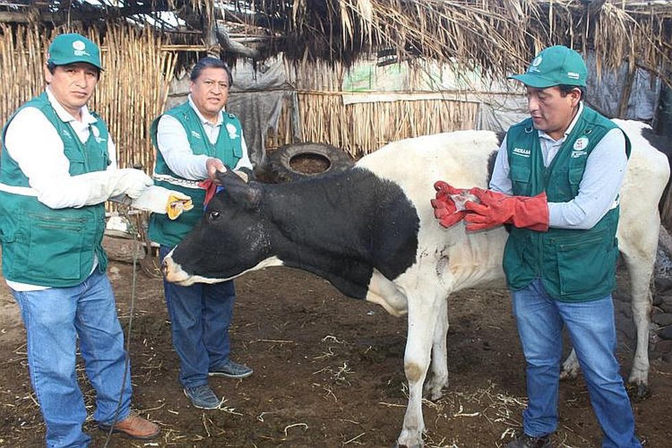 ​Senasa vigila la presencia de murciélagos en Camaná