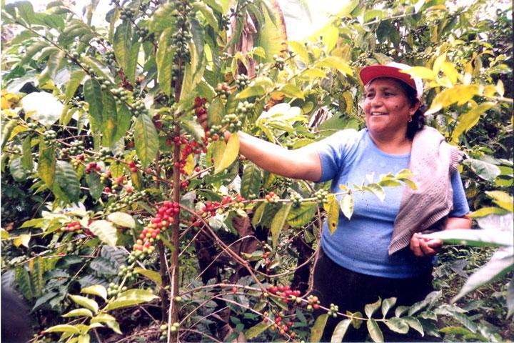 Agricultores de café mejorarán producto a través de proyecto
