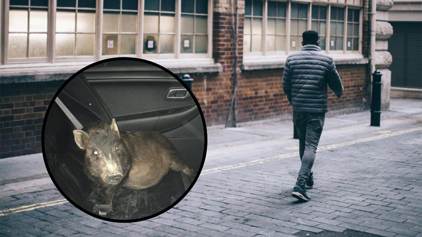 Un hombre llamó a la Policía y denunció ser acosado por un cerdo