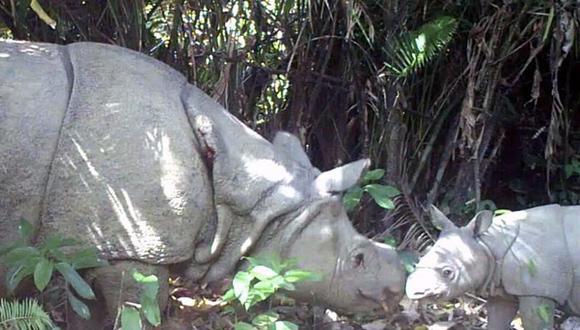 Indonesia: Descubren tres crías del rinoceronte más raro del mundo