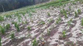 Granizadas afectan cultivos y viviendas en dos provincias de Áncash
