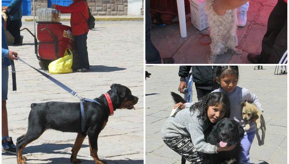 Cusco: Desparacitan a perros y dueños en campaña de vacunación contra la rabia