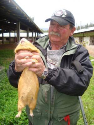 Rey del cuy, pionero de
 una variedad de razas
