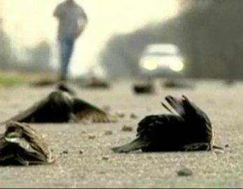 ¿Apocalipsis? ¿Suicidio? ¿Leyenda Maya? Sigue "lluvia" de aves