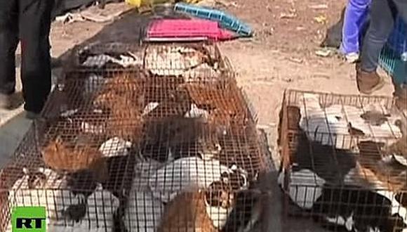 Colombia: Hombre que comía gatos es capturado por maltrato animal
