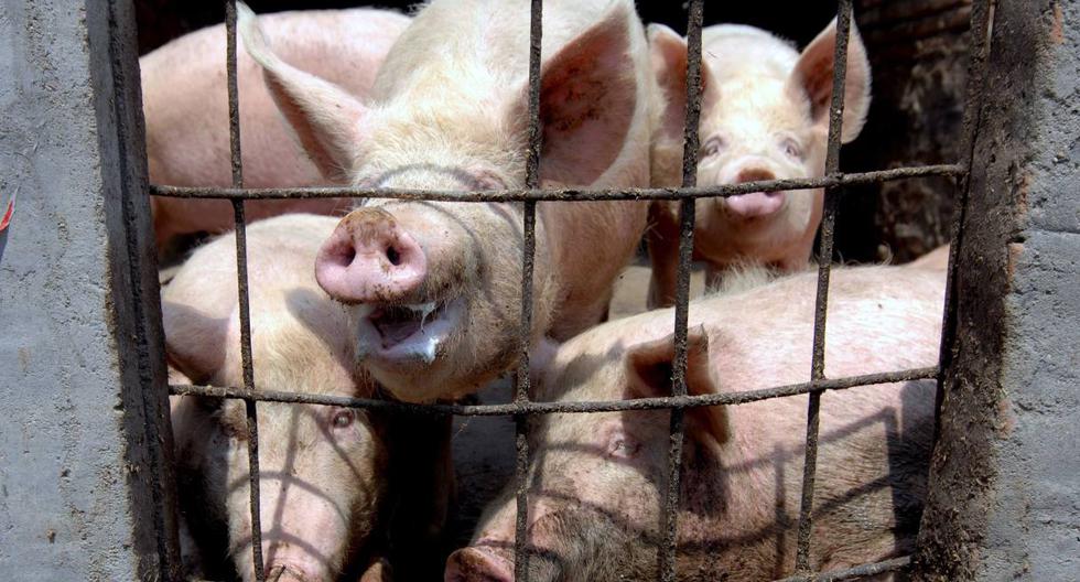 Imagen referencial. Los cerdos son alimentados en una granja cerca del área rural de la ciudad de Qingdao, provincia de Shandong, este de China, el 29 de abril de 2009. (EFE/EPA/WU HONG).