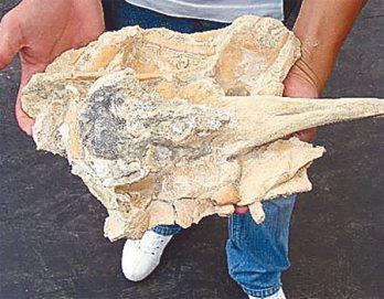 Hallan cerebro fosilizado de ballena de hace 16 millones de años