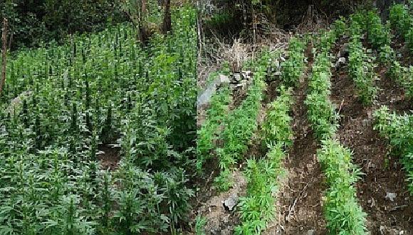 Enorme plantación de marihuana es descubierta en Apurímac