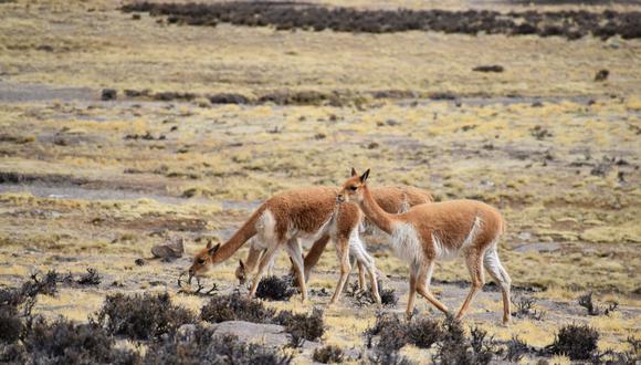 Los lugareños denunciaron que en estas zonas se realiza constantemente la caza furtiva de vicuñas. (Foto: Difusión)