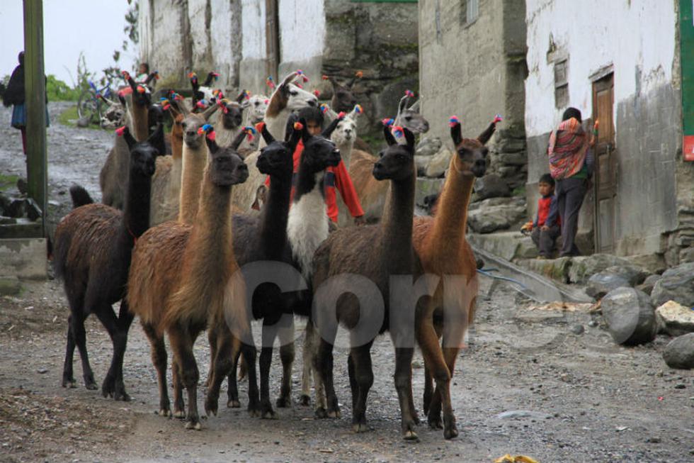 Correo hizo realidad el milagro de Navidad para los niños de Comas (FOTOS)