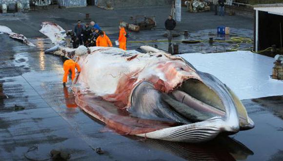 Japón vuelve a plantear la caza "científica" de ballenas 